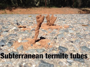 Termite_Control_Subterranean_Inpection